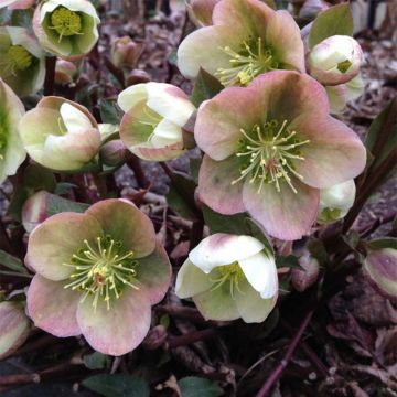 Helleborus ericsmithii - Elleboro