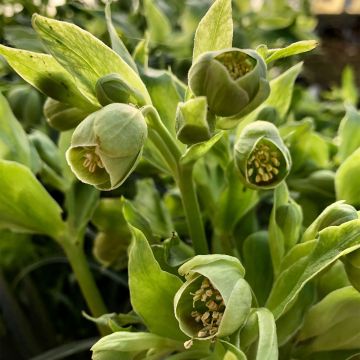 Helleborus foetidus Bowles Form - Elleboro puzzolente