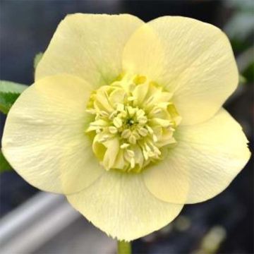 Helleborus Anemone Yellow - Elleboro