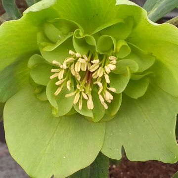 Helleborus Anemone Green - Elleboro