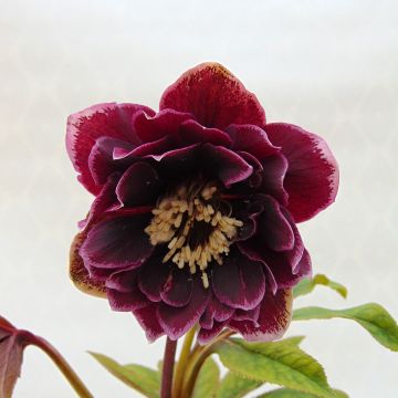 Helleborus Double Aubergine White Edge - Elleboro