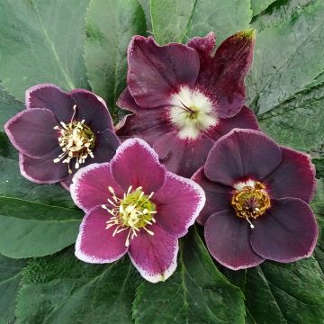 Helleborus Magic Aubergine Liseré - Elleboro