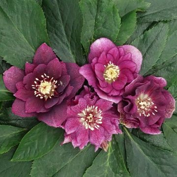 Helleborus Magic Double Red - Elleboro