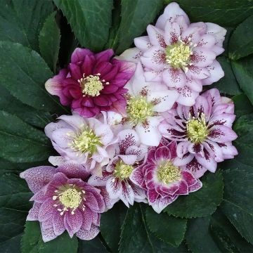 Helleborus Magic Double Rose - Elleboro