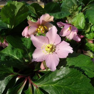 Helleborus orientalis ViV Diana - Elleboro orientale