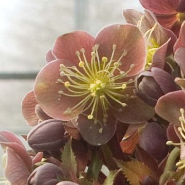 Helleborus sternii Flame - Elleboro