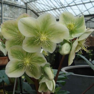 Helleborus nigercors Royal Sofia - Elleboro