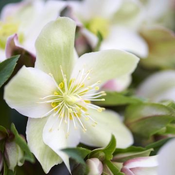 Helleborus ViV Wanda - Elleboro