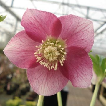 Helleborus Pink Green Centre - Elleboro