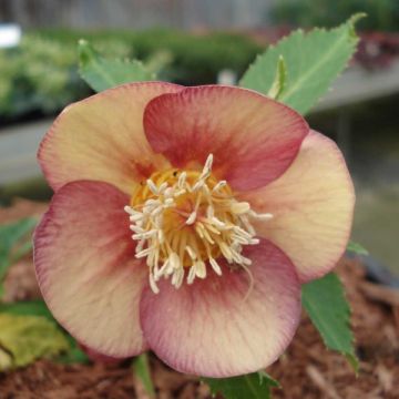 Helleborus Special Pink - Elleboro