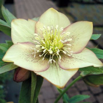 Helleborus Magic Apricot guttatus - Elleboro