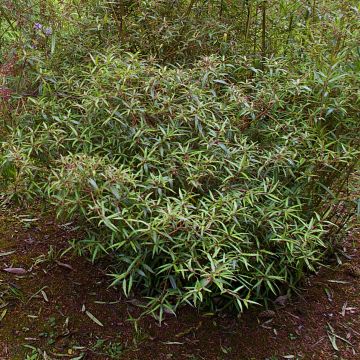 Helwingia chinensis Narrow Leaves - Elleboro