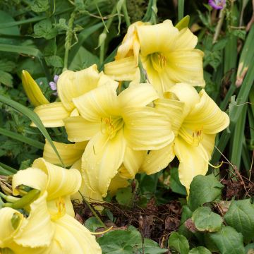 Hemerocallis Alice in Wonderland - Emerocallide