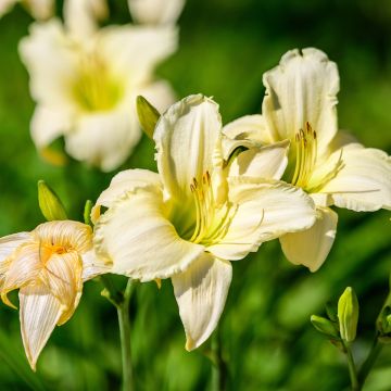 Hemerocallis Arctic Snow - Emerocallide