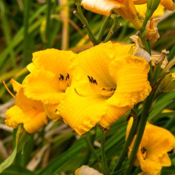 Hemerocallis Bakabana - Emerocallide