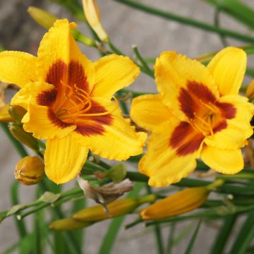 Hemerocallis Black Eyed Susan - Emerocallide