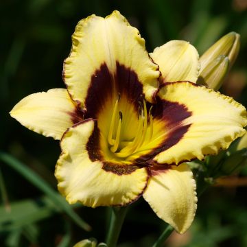 Hemerocallis Canadian Border Patrol - Emerocallide