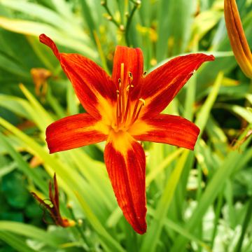 Hemerocallis Crimson Glory - Emerocallide