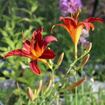 Hemerocallis Crimson Pirate - Emerocallide