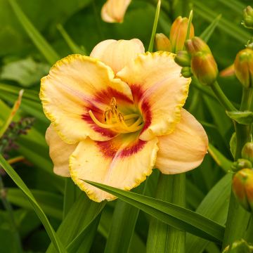 Hemerocallis Custard Candy - Emerocallide