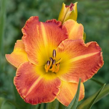 Hemerocallis Everydaylily Bronze - Emerocallide