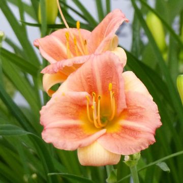 Hemerocallis Everydaylily Cerise - Emerocallide