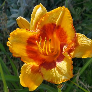 Hemerocallis Fooled Me - Emerocallide