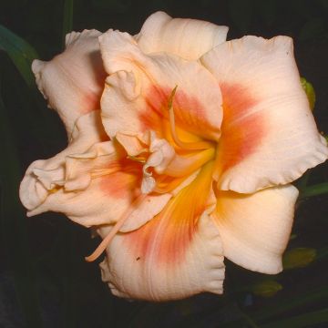 Hemerocallis Forty second Street - Emerocallide