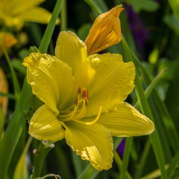 Hemerocallis Green Flutter - Emerocallide