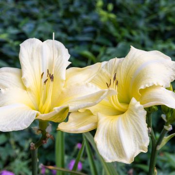 Hemerocallis Iron Gate Glacier - Emerocallide