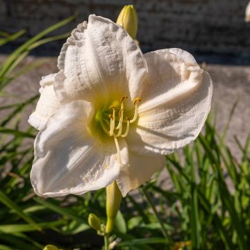 Hemerocallis Joan Senior - Emerocallide