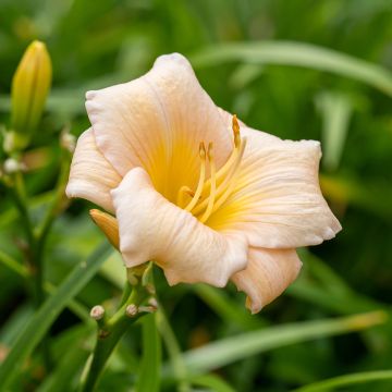 Hemerocallis Mini Pearl - Emerocallide