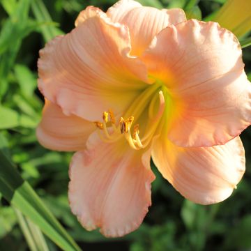 Hemerocallis On and On - Emerocallide