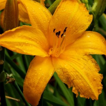 Hemerocallis Orange Prelude - Emerocallide