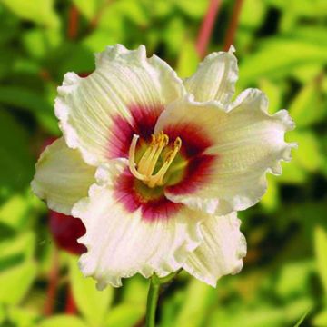 Hemerocallis Pandora's Box - Emerocallide