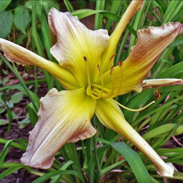 Hemerocallis Prague Spring - Emerocallide