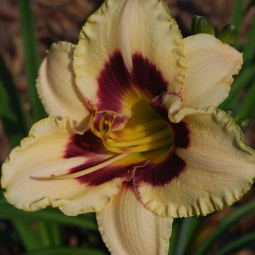 Hemerocallis Rapsberry Candy - Emerocallide