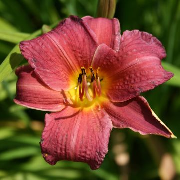 Hemerocallis Red Rum - Emerocallide