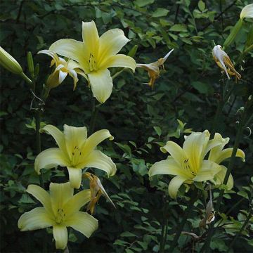 Hemerocallis Shooting Star - Emerocallide