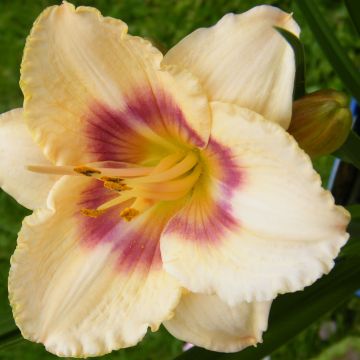 Hemerocallis Siloam Virginia Henson - Emerocallide