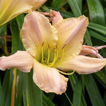 Hemerocallis Snowy Apparition - Emerocallide