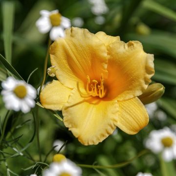 Hemerocallis Stella de Oro - Emerocallide