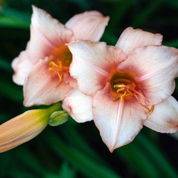 Hemerocallis Strawberry Swirl - Emerocallide