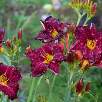 Hemerocallis Strutter's Ball - Emerocallide