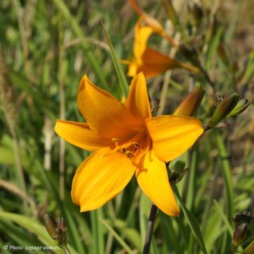 Hemerocallis Thumbelina - Emerocallide