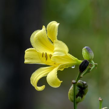 Hemerocallis citrina - Emerocallide