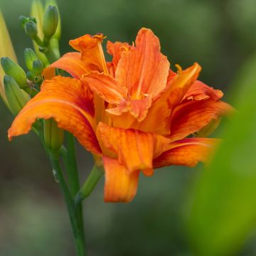 Hemerocallis fulva Flore Pleno - Giglio di San Giuseppe a fiore doppio