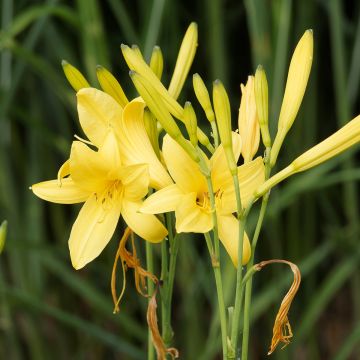 Hemerocallis lilioasphodelus - Giglio dorato