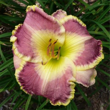 Hemerocallis Cape Breton - Emerocallide