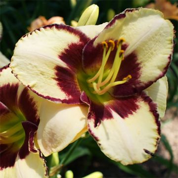 Hemerocallis Dream Legacy - Emerocallide